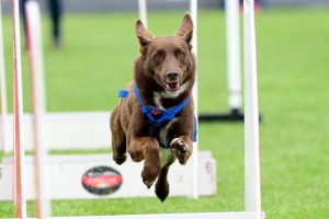 Weigh up the fun events on offer