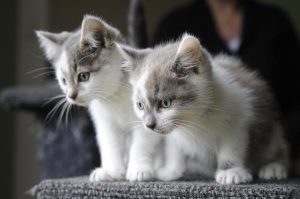 Paws for cat thought