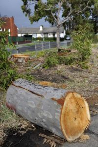 Tree axe vandals