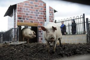 Council plans to make farm connect
