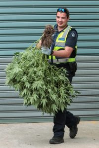 Police uncover hundreds of drug plants in Hallam raid