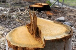 Agreement close on tree-chop site