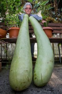 Giant zucchinis shared with relatives