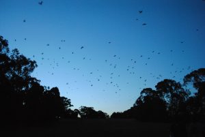 Batty for bats