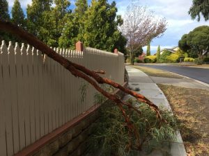 Dora splinters over tree threat