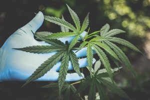 ‘Elaborate’ dope crop seized