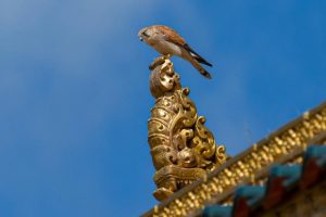 Bird of prayer