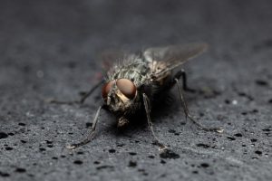 How to keep pesky bugs away this holiday season