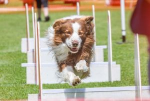 Local pups shine at Dandenong Show