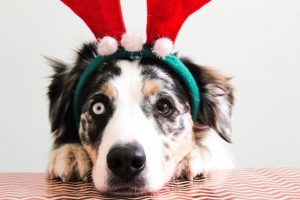 Puppies as Christmas gifts? Good intention, bad idea