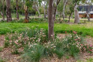 Biodiversity make-over for saved park