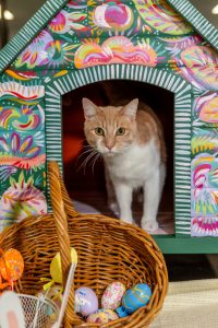 Easter hunt for new cat homes