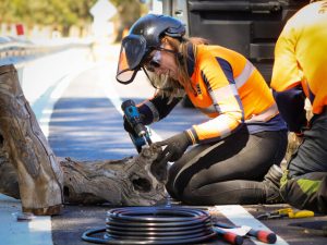 Log hollows join Hall Road upgrade for nesting