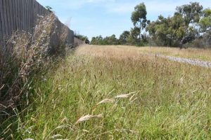 Bypass grassland finally cut