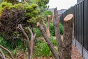 Park trees illegally hacked down