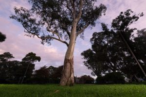 Tall tales of magnificent trees