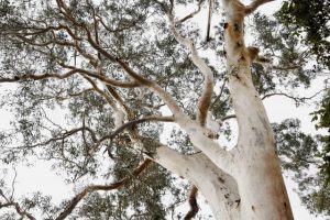 $155K price on remnant gum tree