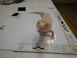 Noble Park North man charged over alleged illegal reptile trade