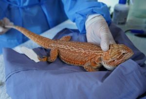 Accused reptile trader faces 500-plus charges