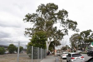 Tree’s days numbered