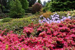 Escaping to the Botanic Gardens