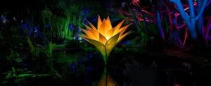 Lightfall debuts at Royal Botanic Gardens Cranbourne