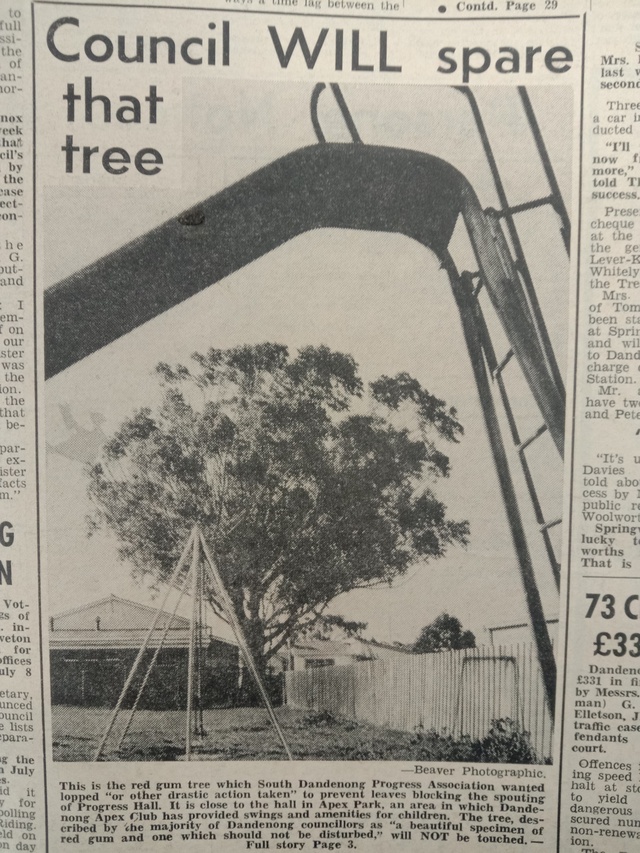 Saving a ‘beautiful tree’