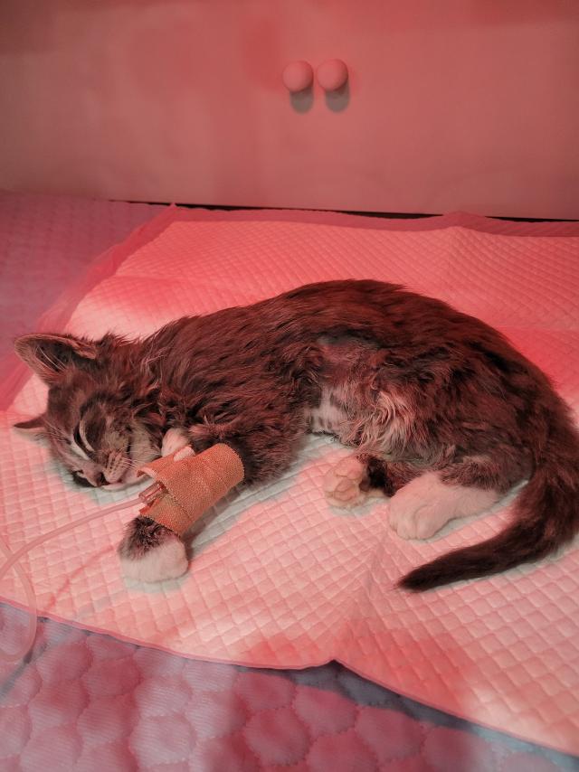 UPDATE: Insurer offers ‘resolution’ for vet bill