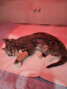 Single mum struggles as insurer denies vet bill for sick kitten