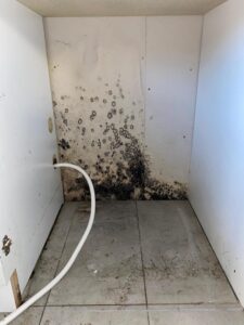 Mould in rental plagues Casey family