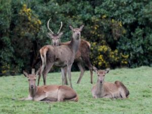Deer control continues in Cardinia