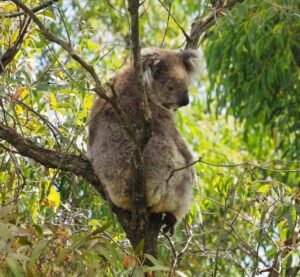 Saving local koalas