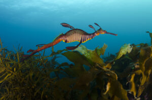 Magic beneath the mud: Sheree Marris dives into Western Port wonders