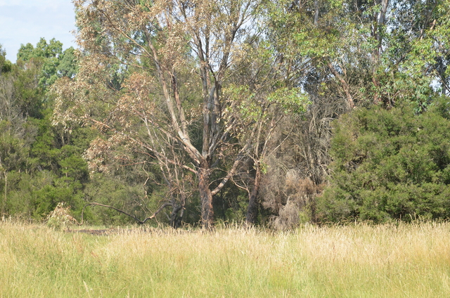 Suspicious grassfires spark fears in Narre Warren community